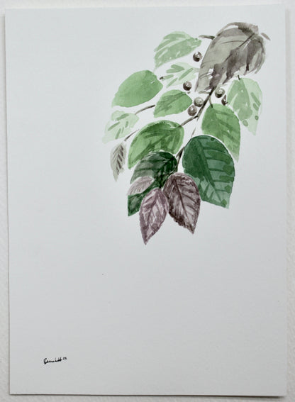 Leaves