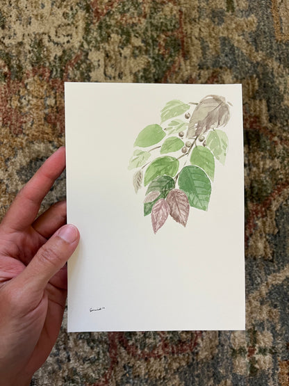 Leaves