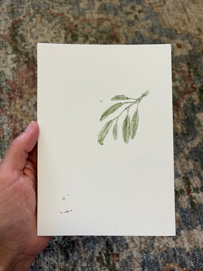Leaves